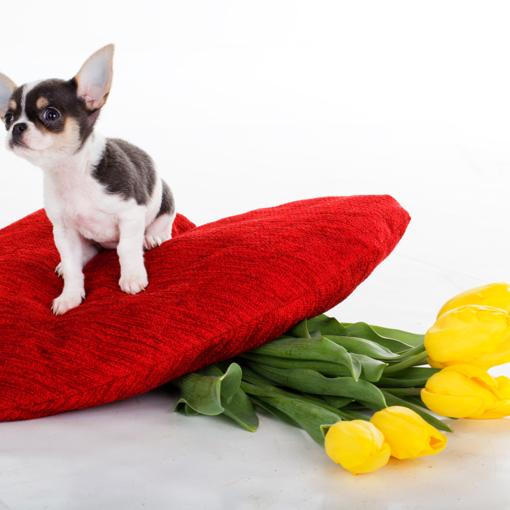 Маленький чихуахуа сидит на большом красном сердце с букетом тюльпанов