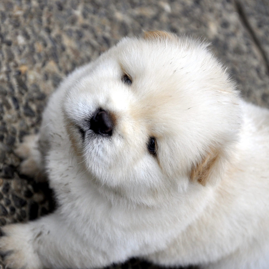 Маленький пушистый щенок чау чау