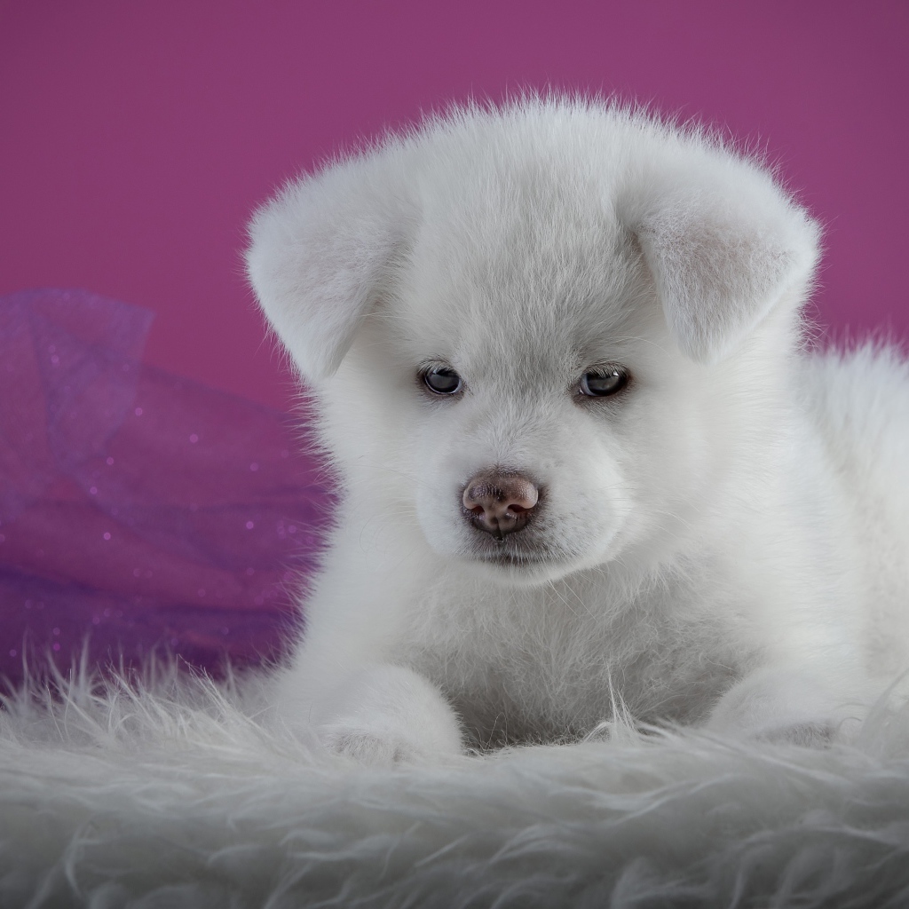Маленький пушистый белый щенок  Акита-ину