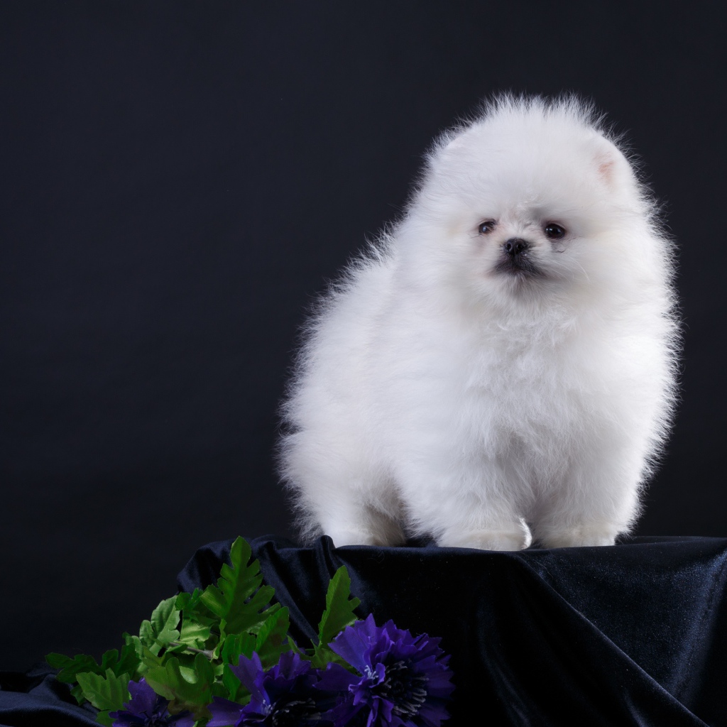 Маленький пушистый белый шпиц на черном фоне