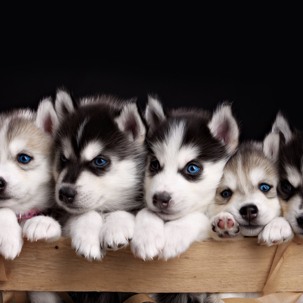 Маленькие забавные щенки хаски в ящике на черном фоне