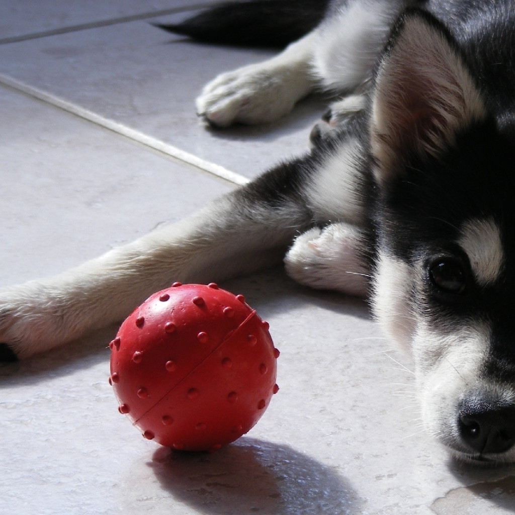 Little husky puppy playing with a ball