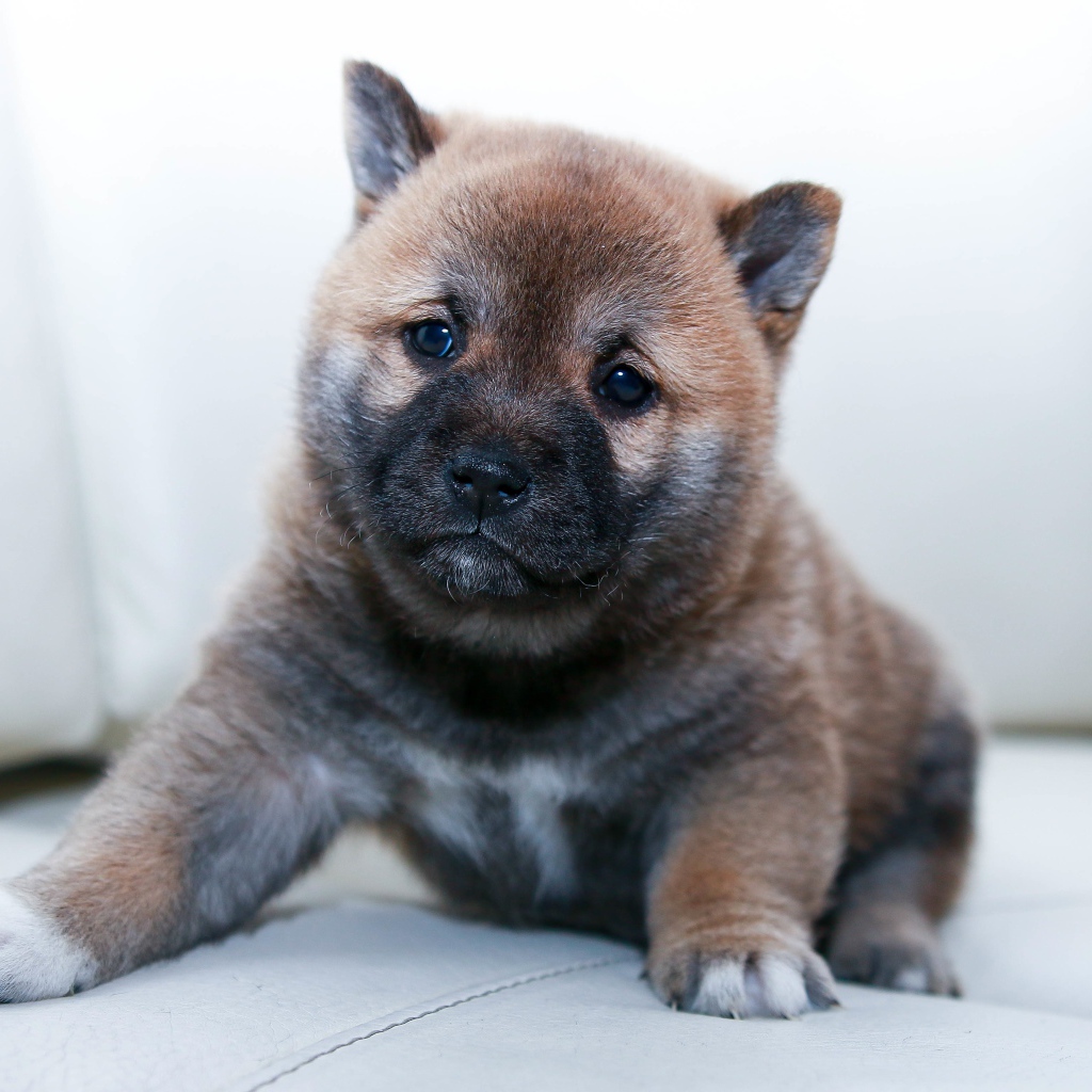 Маленький щенок акита ину