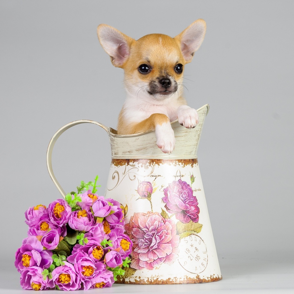 Маленький щенок в вазе с букетом на сером фоне