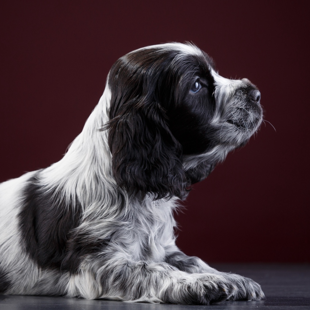 Маленький щенок английского спаниеля