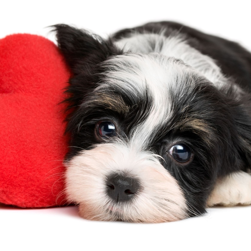 Маленький щенок с красным плюшевым сердцем на белом фоне