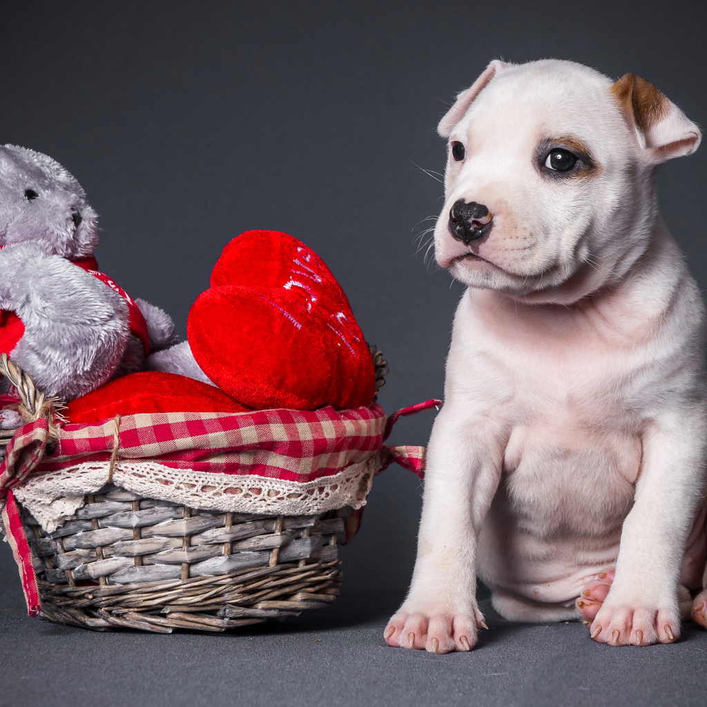 Маленький щенок с игрушечным медвежонком на сером фоне