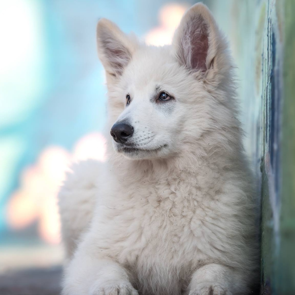 Маленькая белая овчарка с грустным взглядом