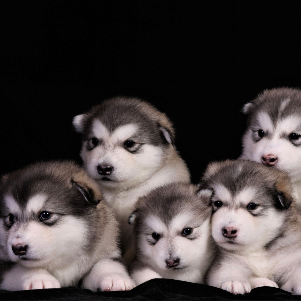 Милые маленькие щенки аляскинского маламута на черном фоне