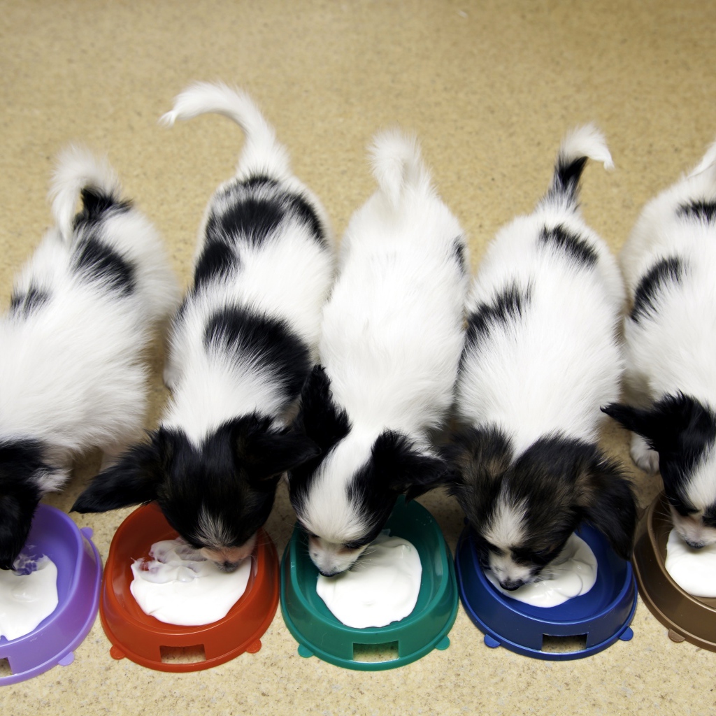 Милые щенки папильона едят из мисок