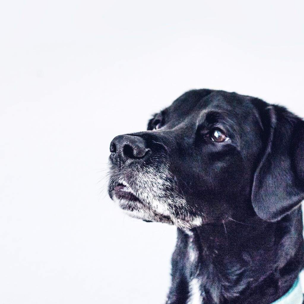 Морда черного дога на сером фоне