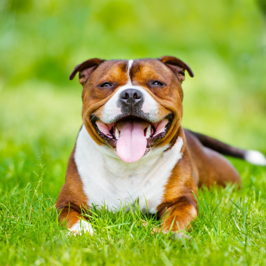Довольный Стаффордширский бультерьер с высунутым языком лежит на зеленой траве