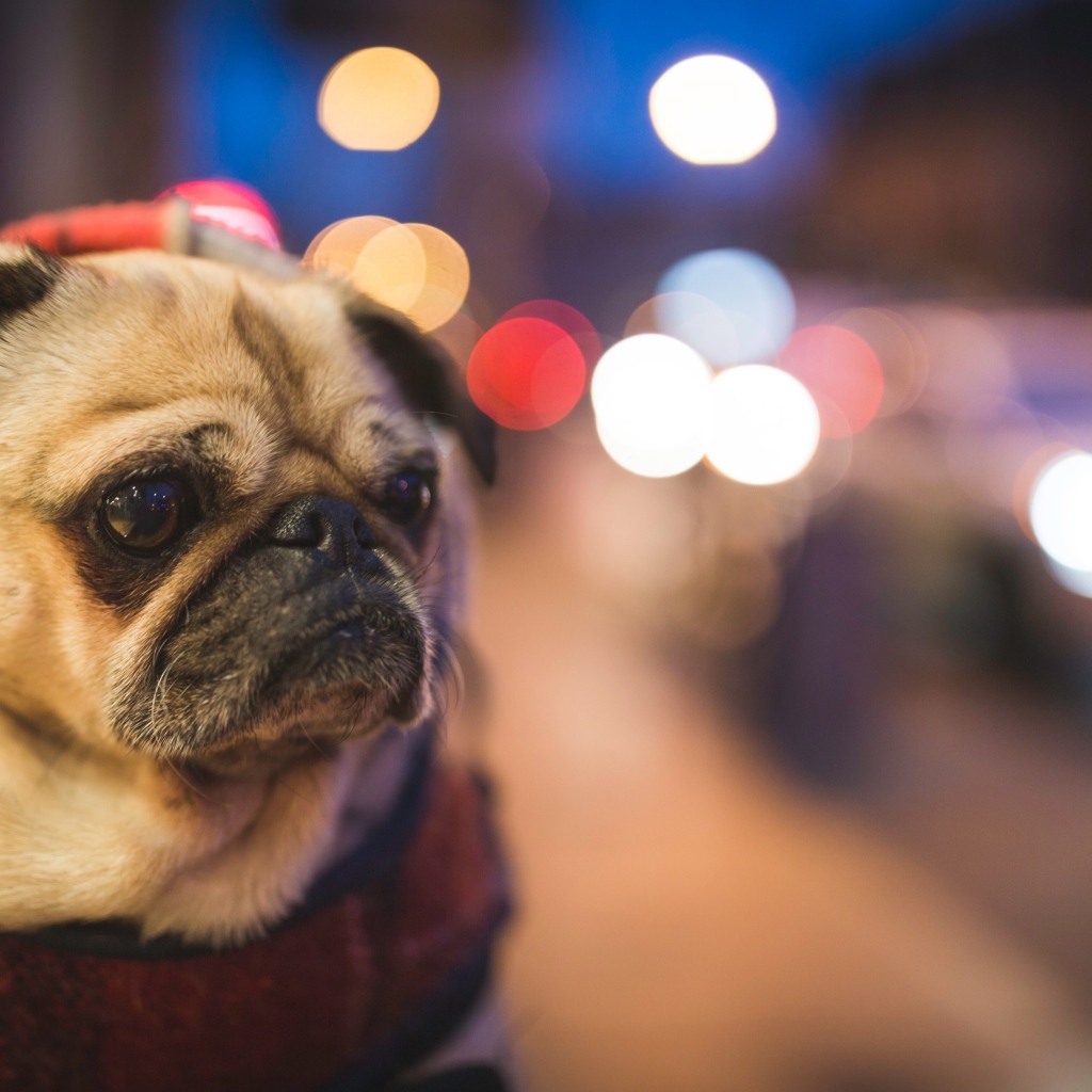 Мопс с грустной мордой с воротником на шее