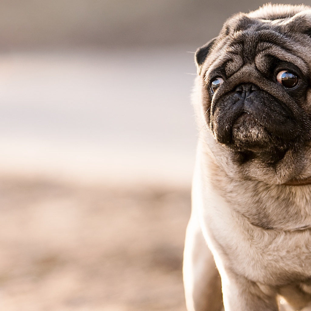Мопс с грустным взглядом 