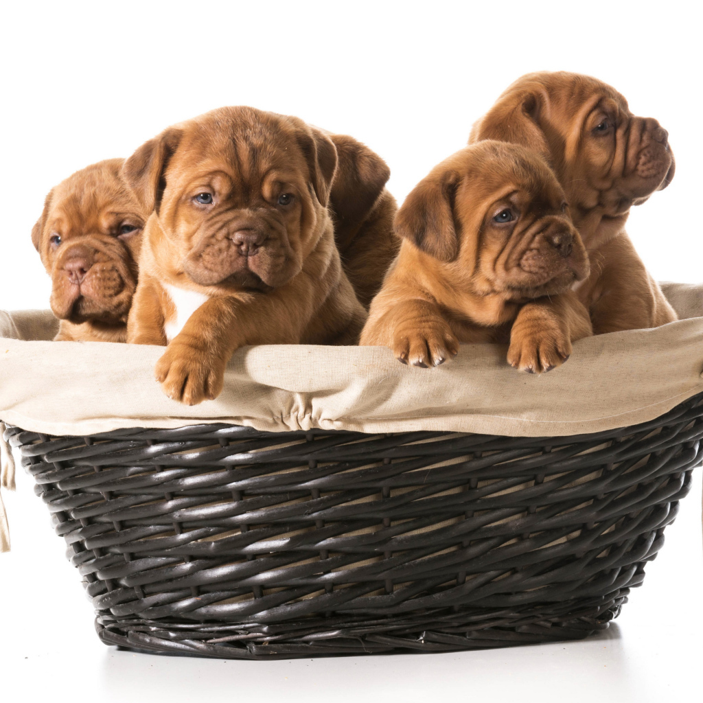 Щенки бульдога в корзине на белом фоне