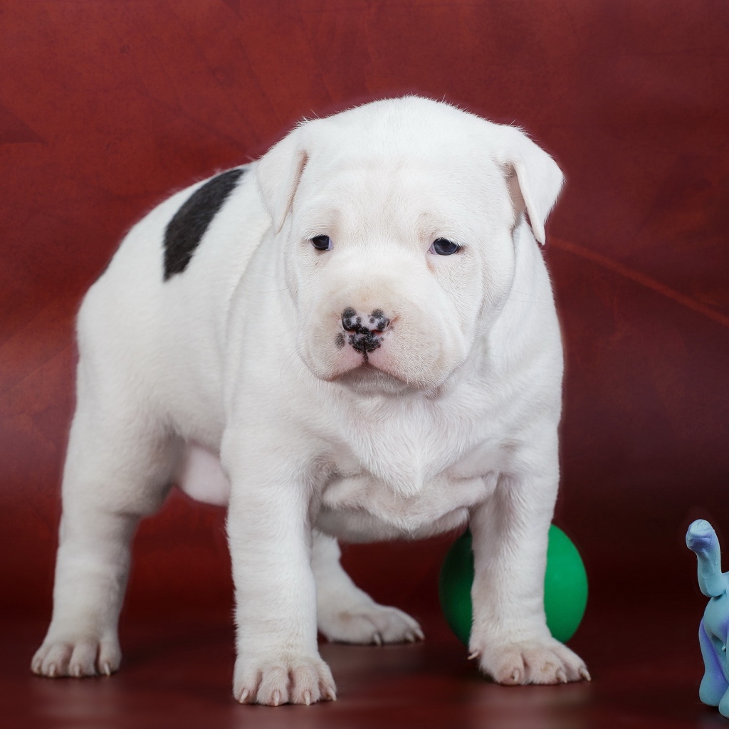 Щенок Амстафф с игрушками