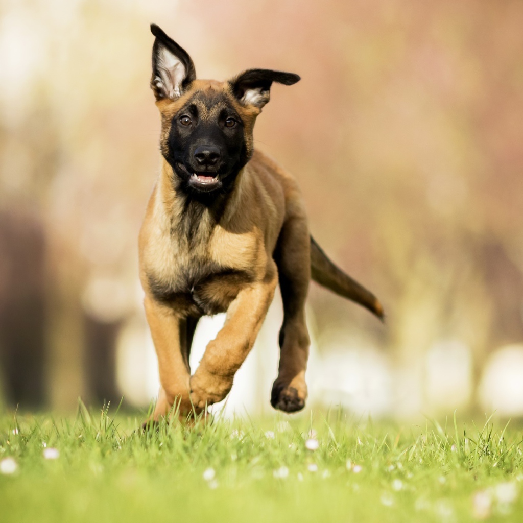 Щенок бельгийской овчарки малинуа бежит по зеленой траве