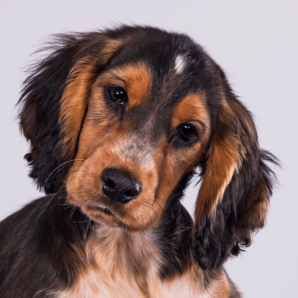 Щенок Кокер-Спаниеля на сером фоне