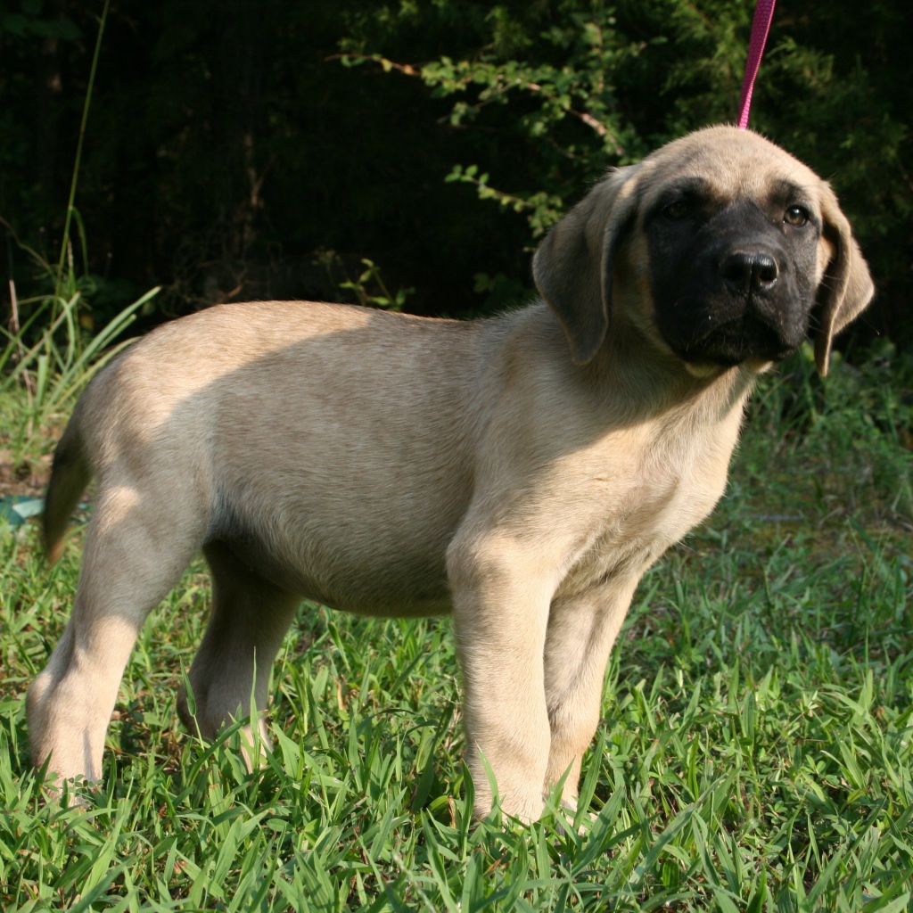 Щенок английского мастифа стоит на зеленой траве