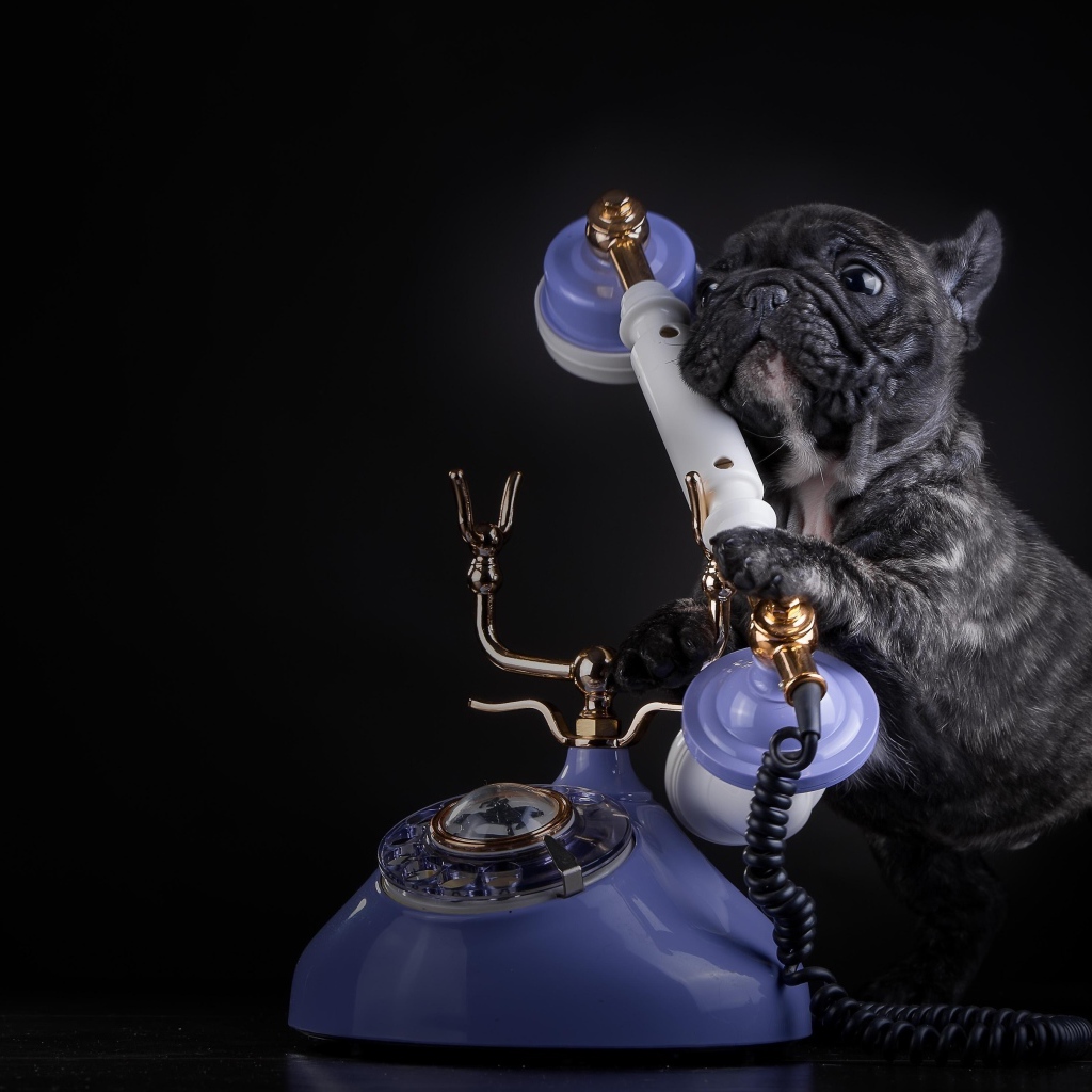 Щенок французского бульдога с телефоном