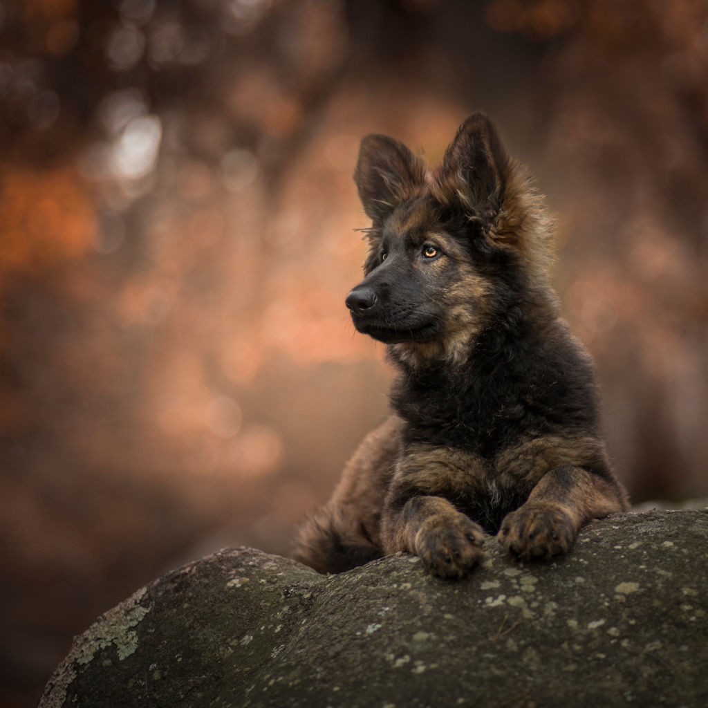 Щенок немецкой овчарки лежит на камне