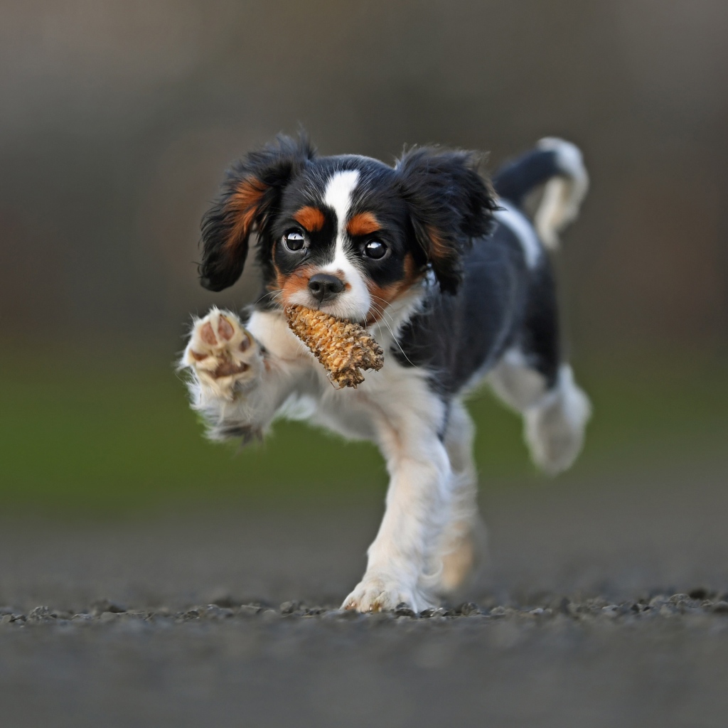 Щенок Кинг чарльз спаниель бежит по дороге