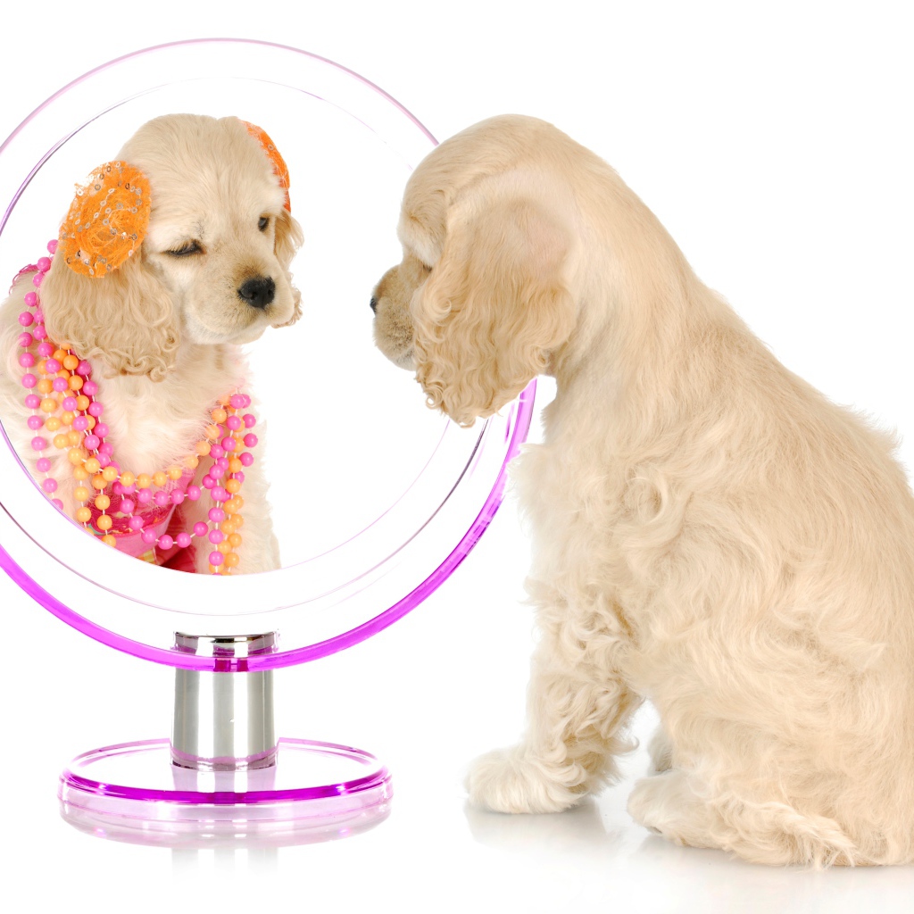 Щенок спаниеля смотрит в зеркало на белом фоне