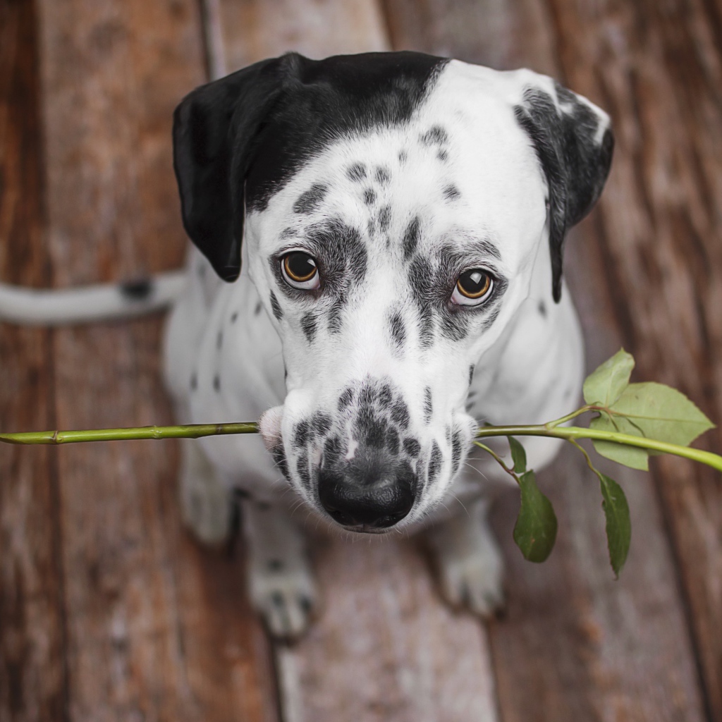 Грустный далматин с красной розой в пасти