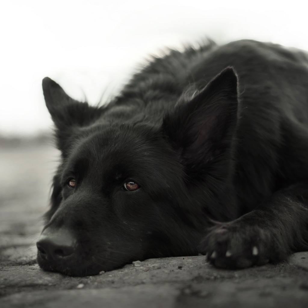 Грустная немецкая овчарка лежит на земле