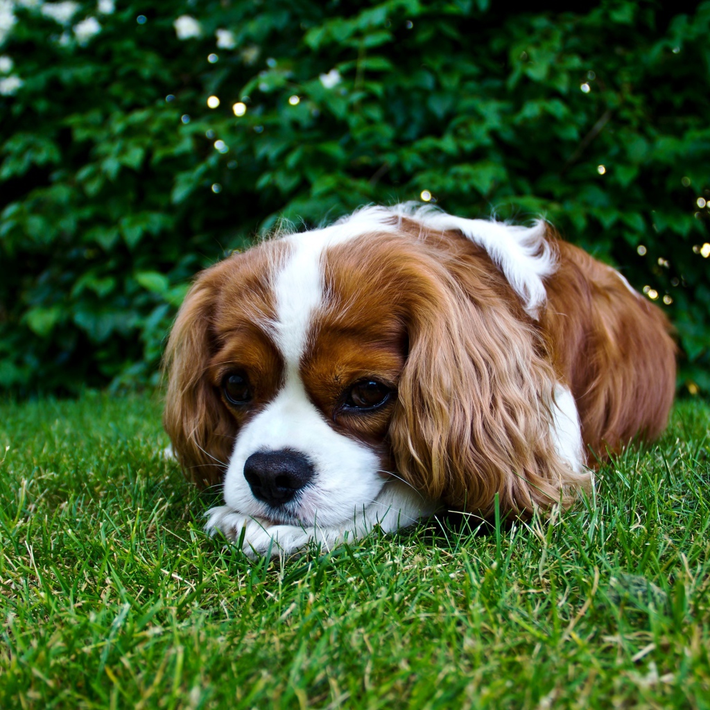 Грустный Кинг Чарльз Спаниель лежит на зеленой траве