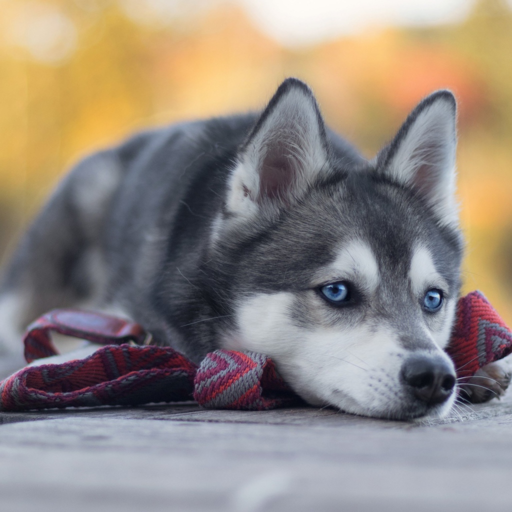 Грустный голубоглазый хаски с поводком 