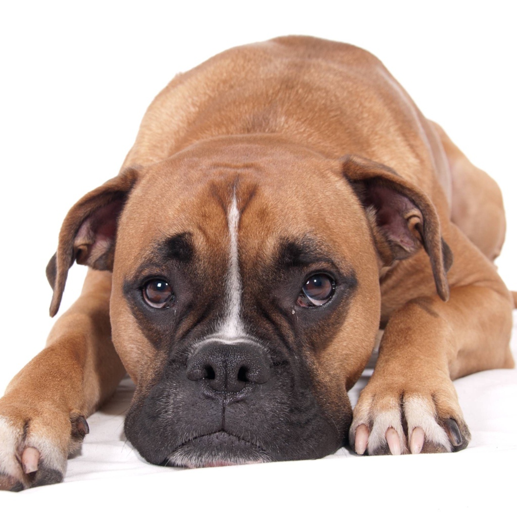 Грустный боксер на белом фоне