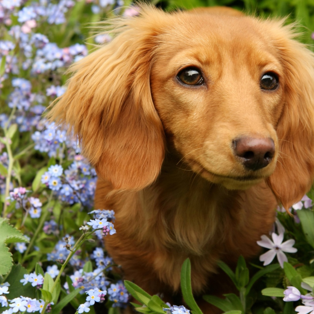 Грустная такса сидит в голубых цветах
