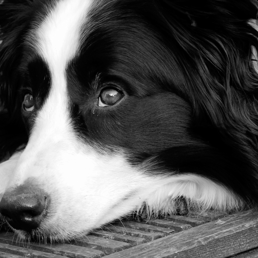 Грустный пес породы бордер колли черно белое фото 