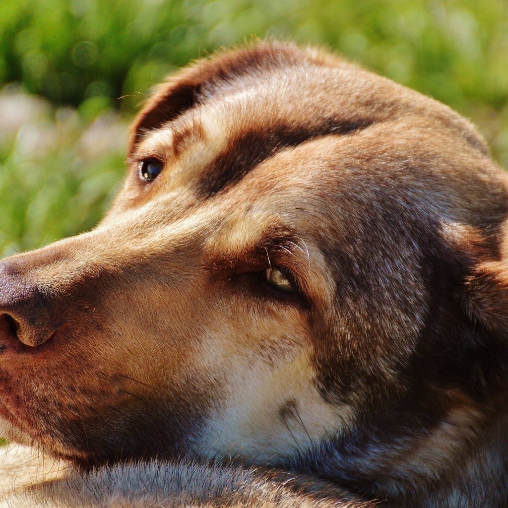 Грустная собака отдыхает на зеленой траве