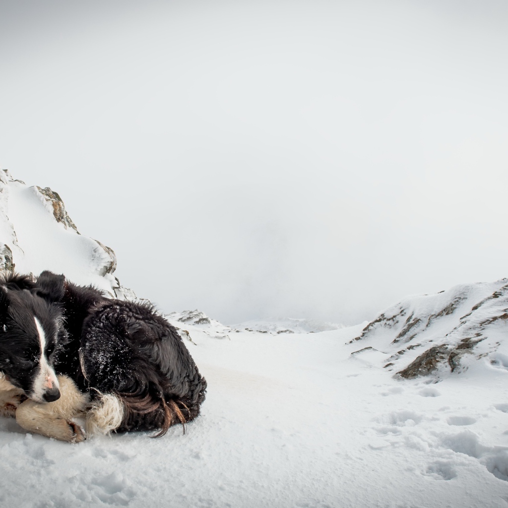 Грустная собака спит на снегу зимой