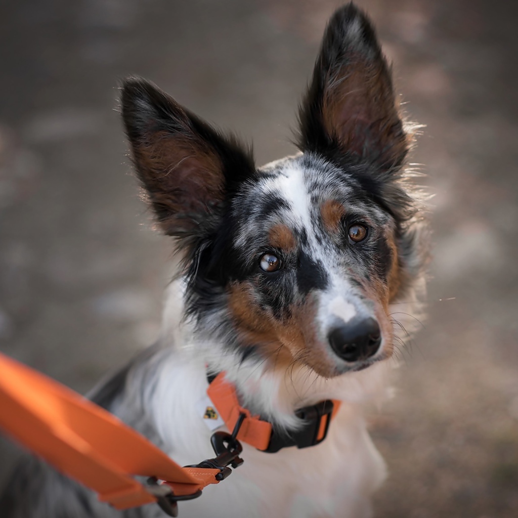 Грустный взгляд собаки породы бордер колли на поводке