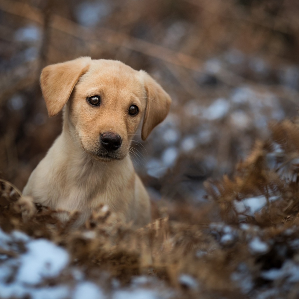 Грустный щенок золотистого ретривера