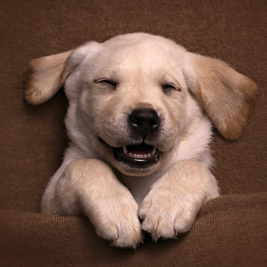 Довольный спящий щенок золотистого ретривера 