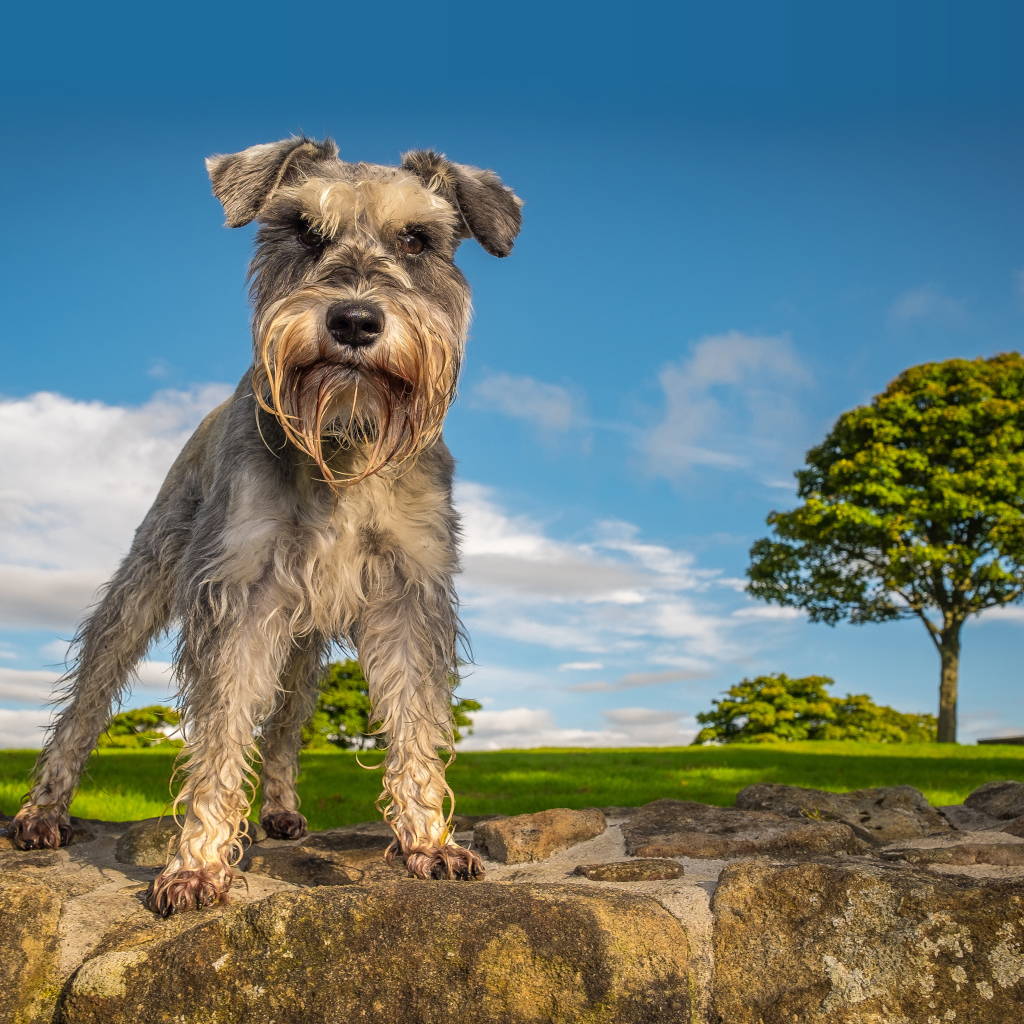 Шнауцер стоит на камне под голубым небом