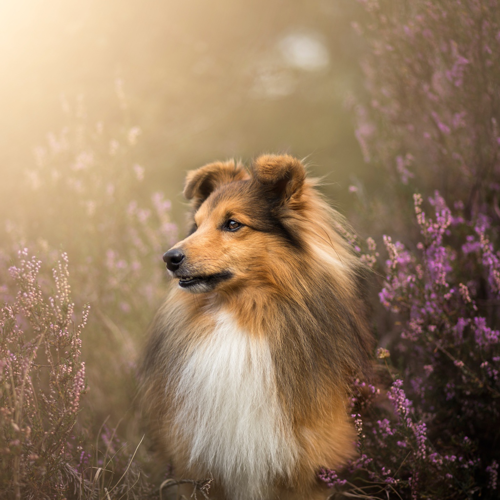 Собака породы шелти в цветах