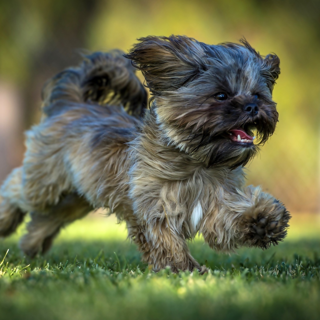 Щенок Ши-тцу бежит по зеленой траве