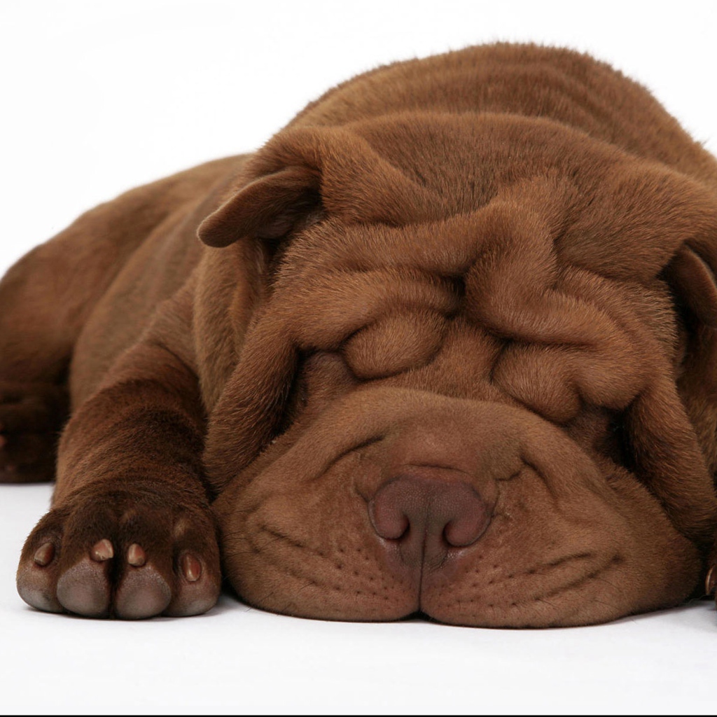 Спящий щенок шарпея на белом фоне