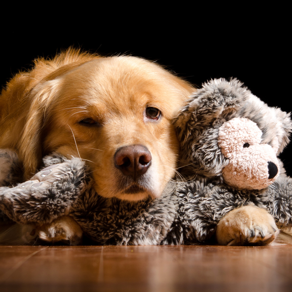 Сонный золотистый ретривер с игрушкой
