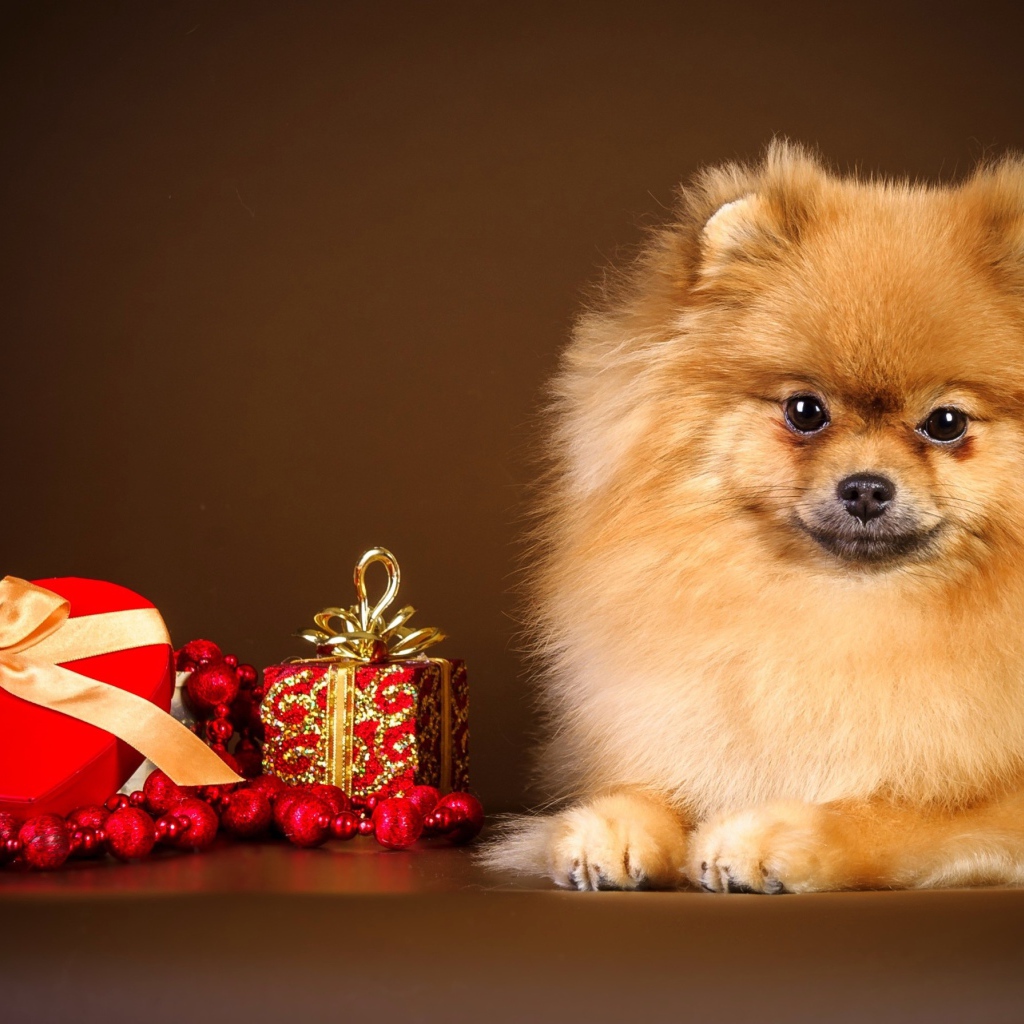 Шпиц с подарком в форме сердца
