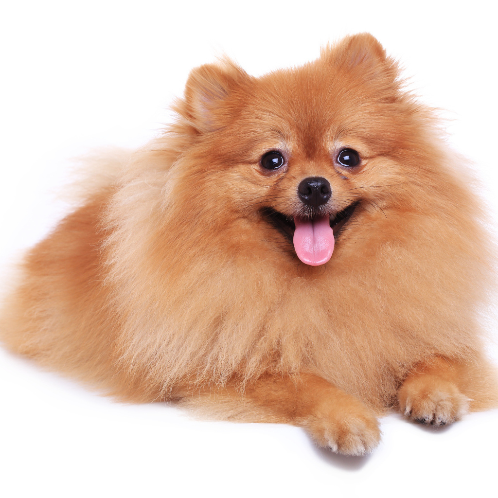 Шпиц с высунутым языком на белом фоне