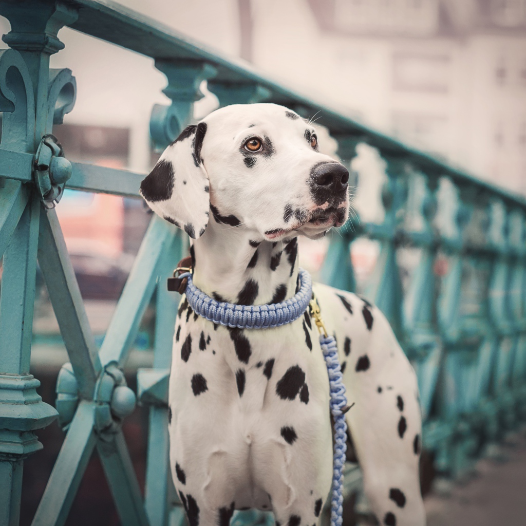 Пятнистый далматин на мосту 