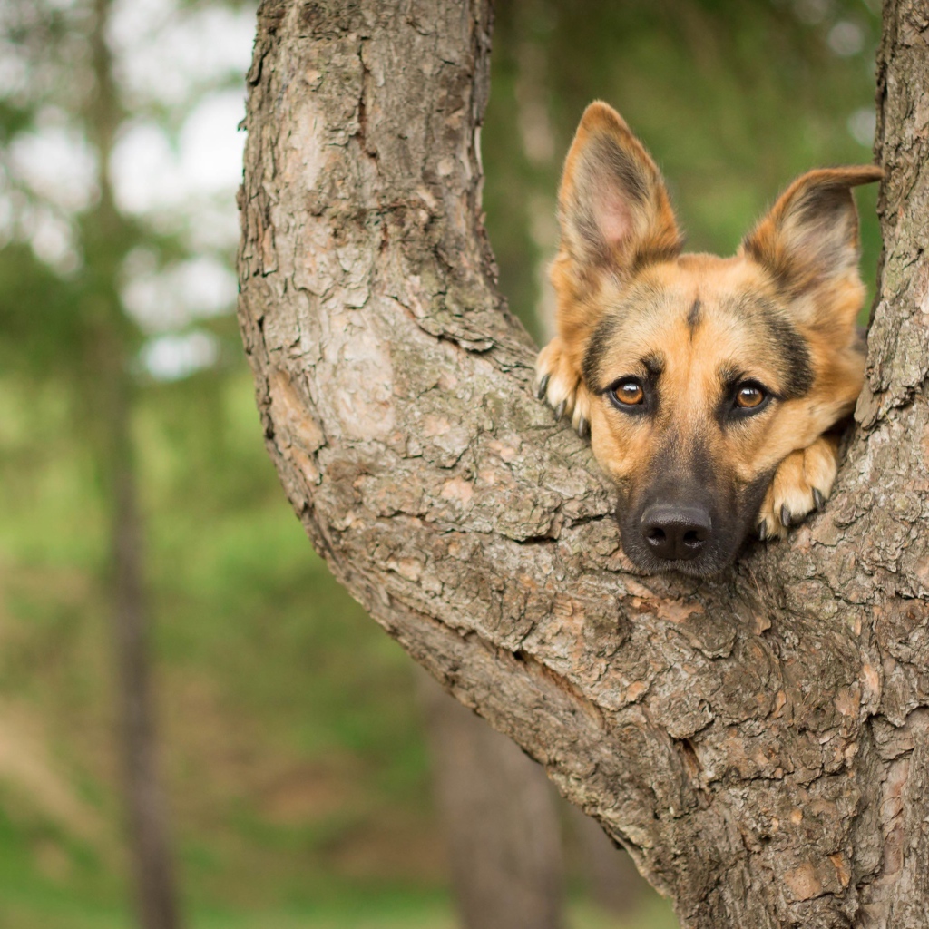 Морда немецкой овчарки лежит на дереве
