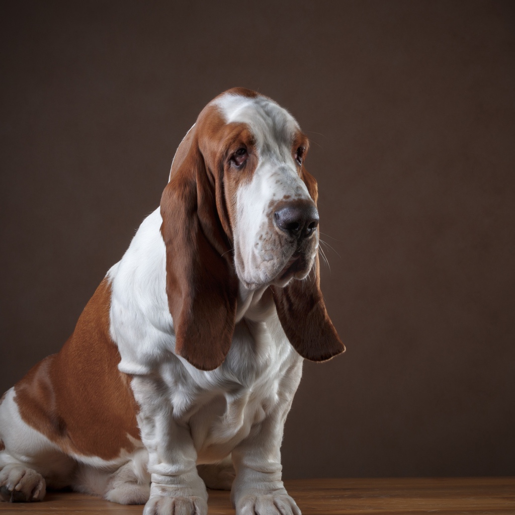 Грустный пес породы бассет хаунд 