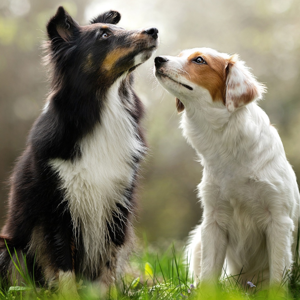 Две собаки породы бордер колли сидят на траве 